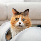 Funnyl™ – Túnel Dobrável de Aventuras para Gatos